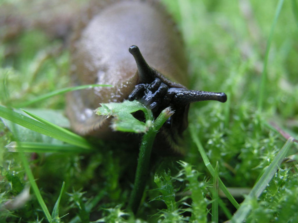 黑鼻涕虫 (Arion ater)，也被称为黑鼻涕虫、欧洲黑鼻涕虫或大黑鼻涕虫，坐在花园里的蕨类植物上高清摄影大图-千库网